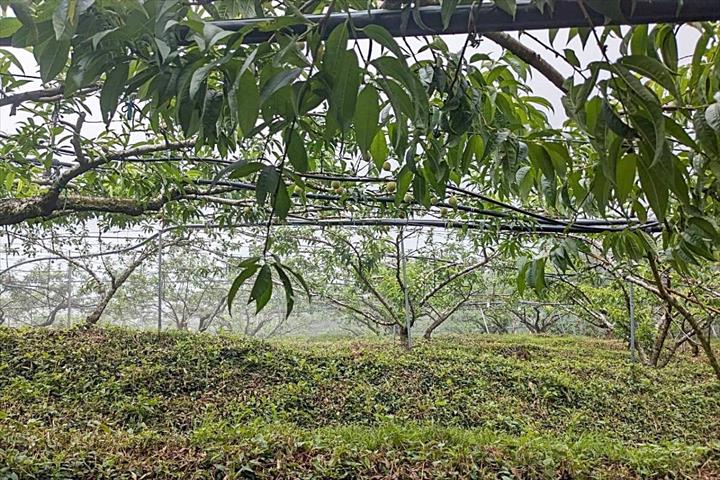 生產者圖片