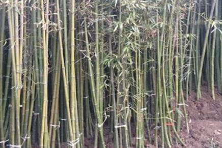 生產者圖片