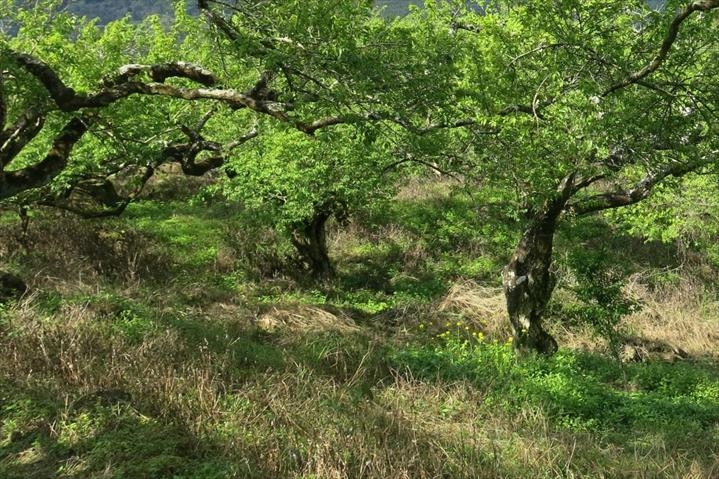 生產者圖片