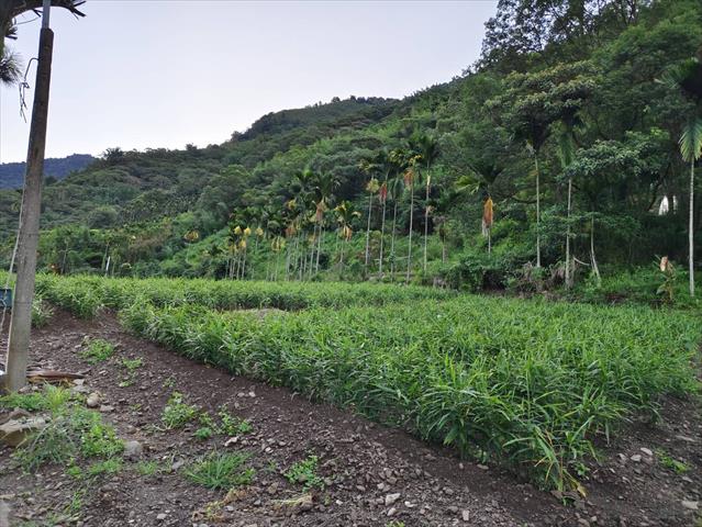 生產者圖片