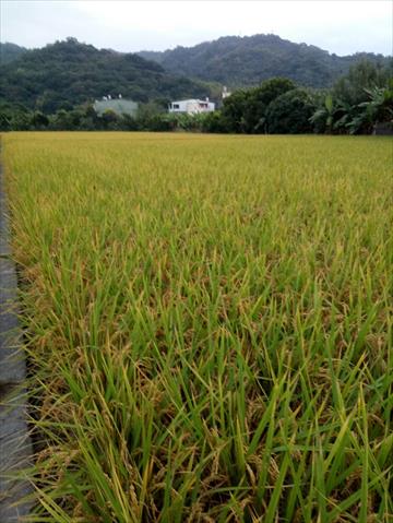 生產者圖片