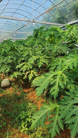 生產者圖片