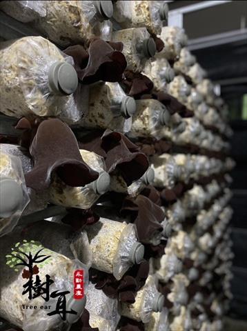 生產者圖片
