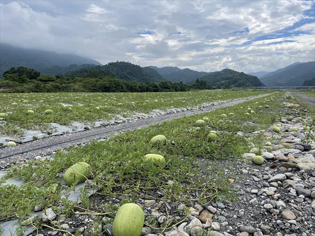 生產者圖片