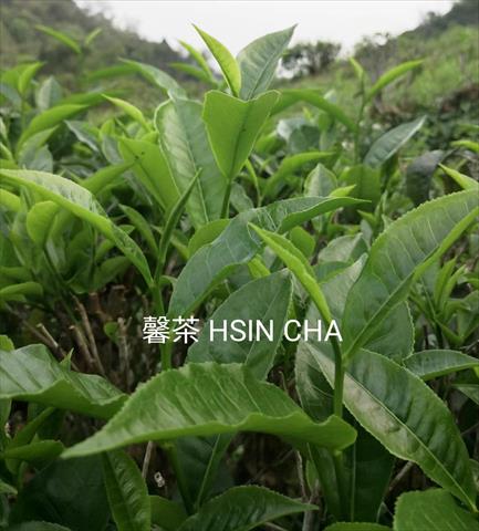生產者圖片