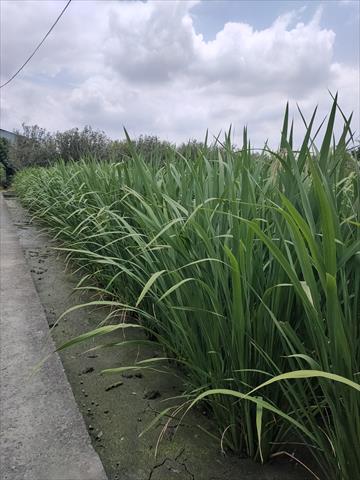 生產者圖片