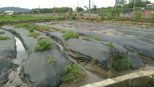 生產者圖片