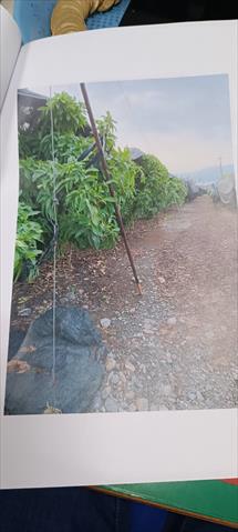 生產者圖片