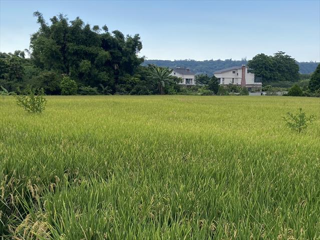 生產者圖片