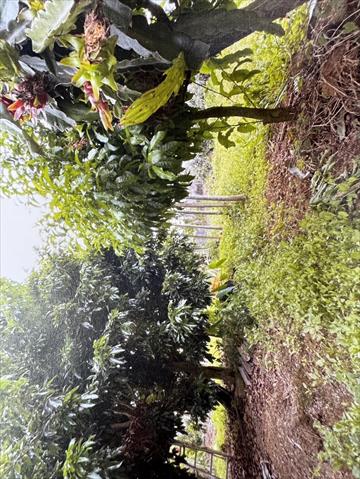 生產者圖片