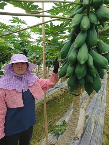 生產者圖片