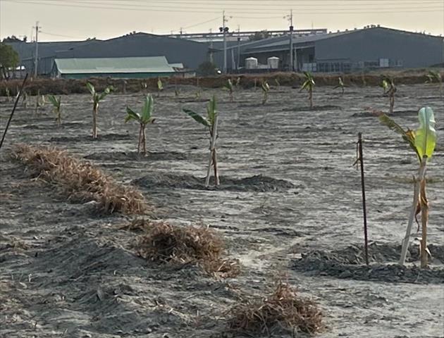 生產者圖片