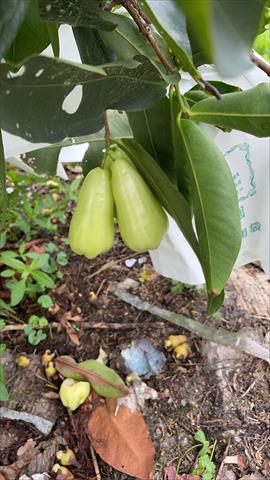 生產者圖片
