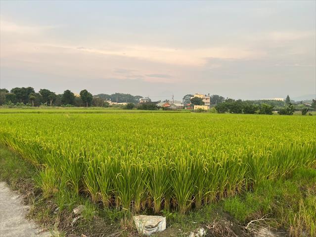 生產者圖片