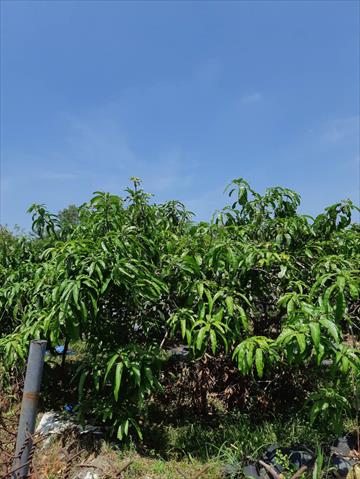 生產者圖片