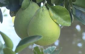 生產者圖片