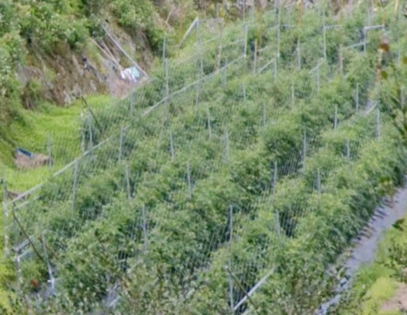 生產者圖片