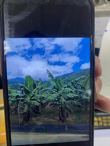 生產者圖片