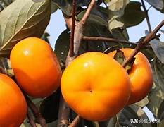 生產者圖片