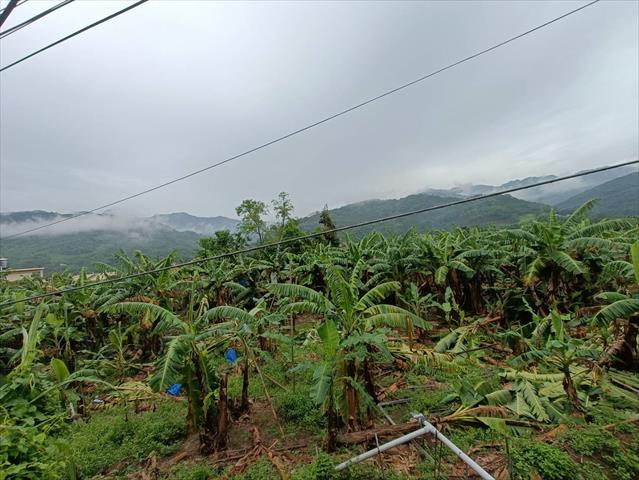 生產者圖片