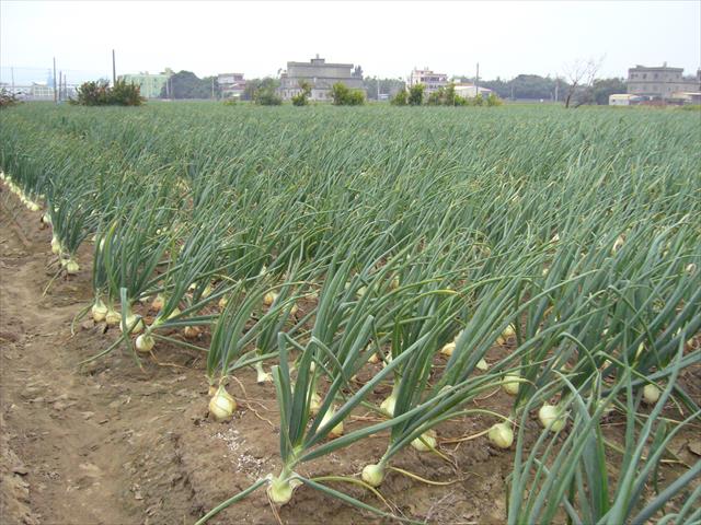 生產者圖片