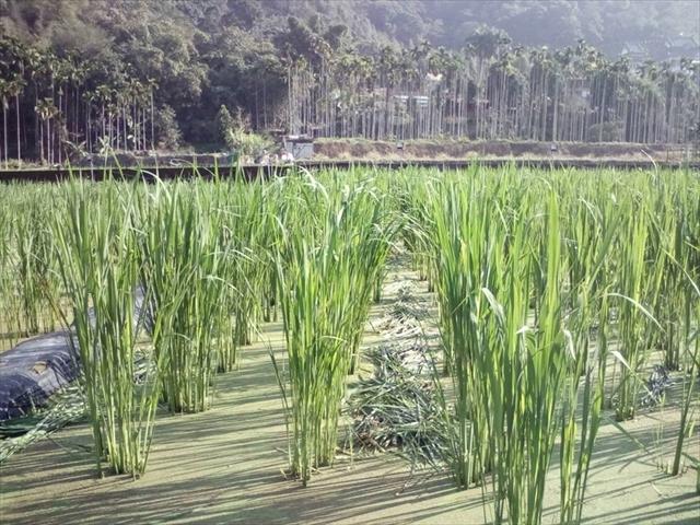 生產者圖片