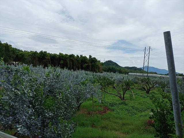 生產者圖片
