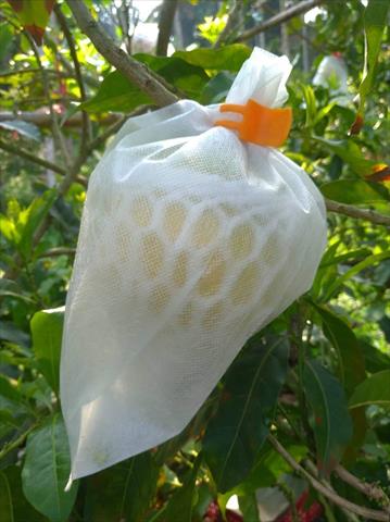 生產者圖片