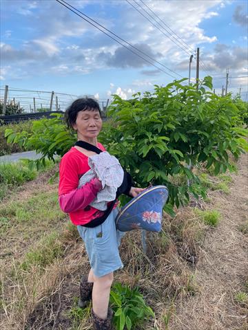 生產者圖片