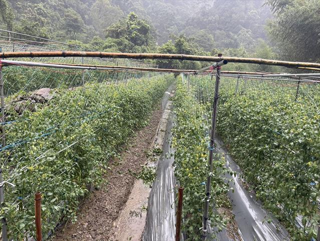 生產者圖片