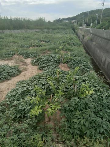 生產者圖片