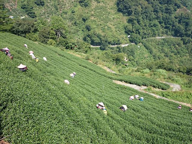 生產者圖片