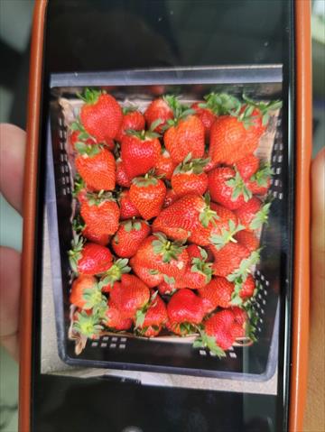 生產者圖片