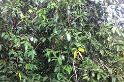 生產者圖片