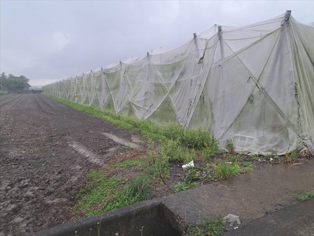 生產者圖片