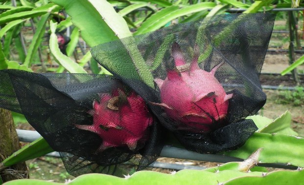 生產者圖片