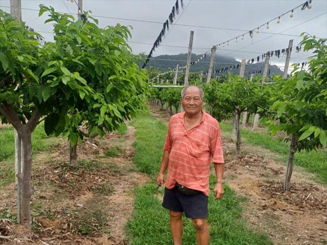 生產者圖片