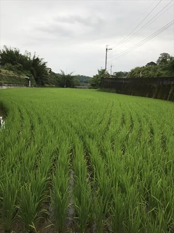生產者圖片