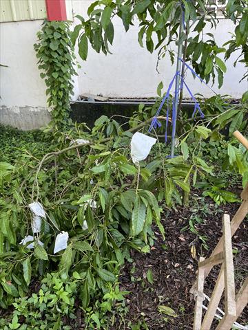 生產者圖片
