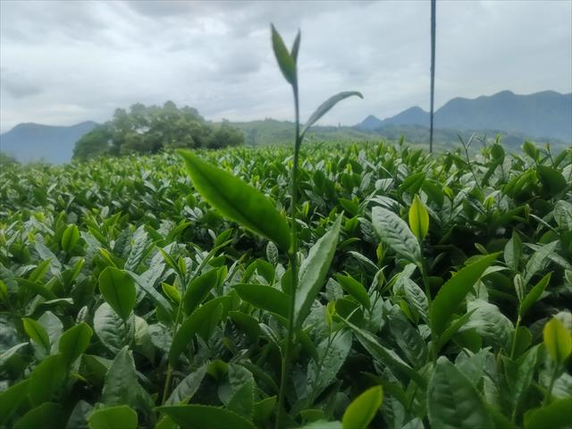 生產者圖片