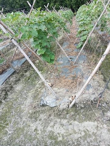生產者圖片