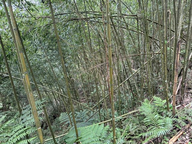 生產者圖片