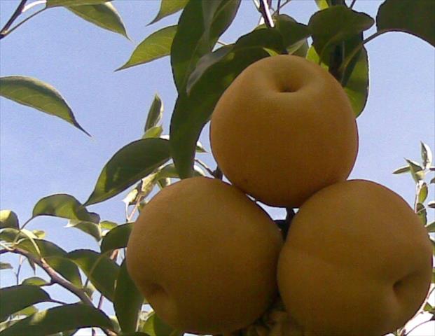生產者圖片