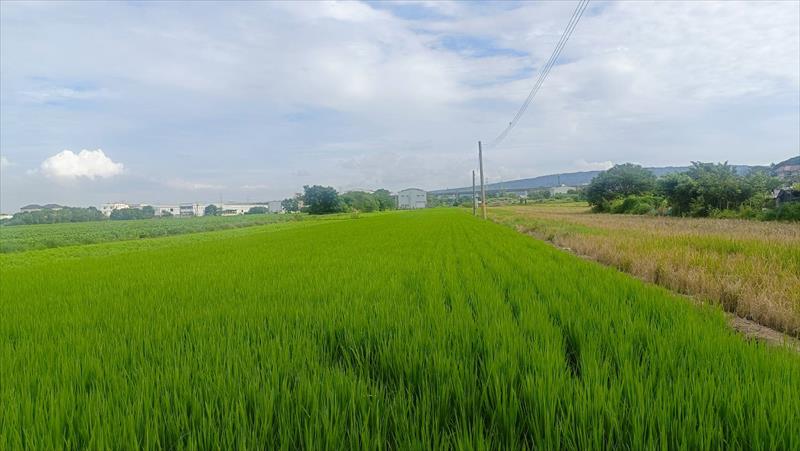 生產者圖片