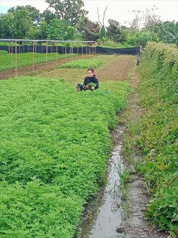 生產者圖片