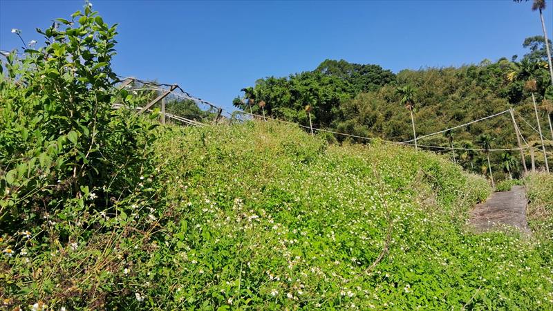 生產者圖片