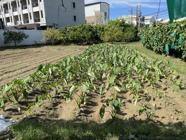生產者圖片