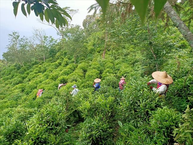生產者圖片