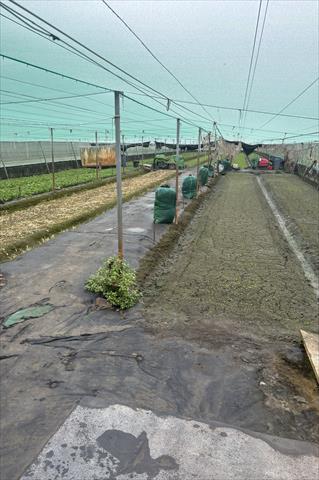 生產者圖片