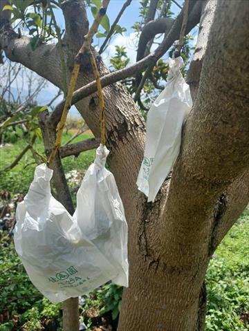 生產者圖片